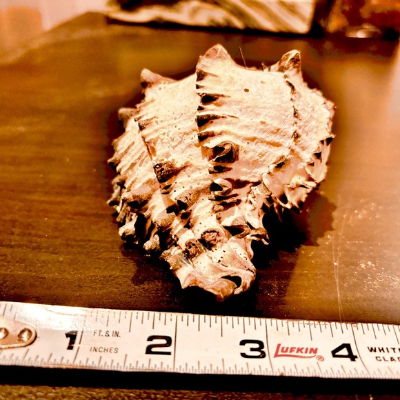 5” black and white murex seashell - Picture 4 of 5